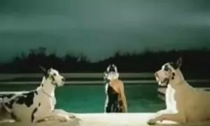 بعد الانتهاء من العصير افلام سكس اجنبية كاملة ، أقلعت حمالة صدرها وأظهرت بوسها وجسدها.